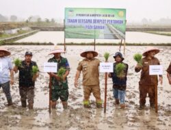 Pj Bupati dan Ketua DPRK Aceh Besar Tanam Padi di Blang Bintang